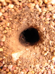 Myrmecocystus
