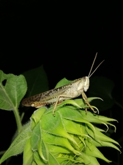 Schistocerca