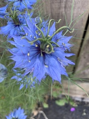 Nigella