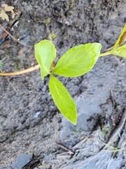Menyanthes trifoliata