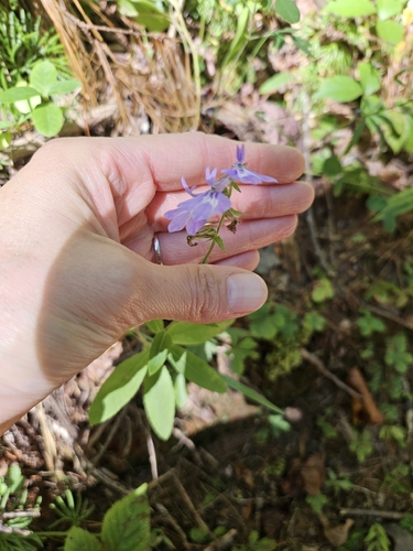 downy lobelia