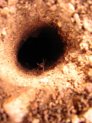 Myrmecocystus