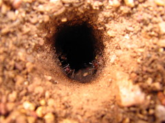 Myrmecocystus