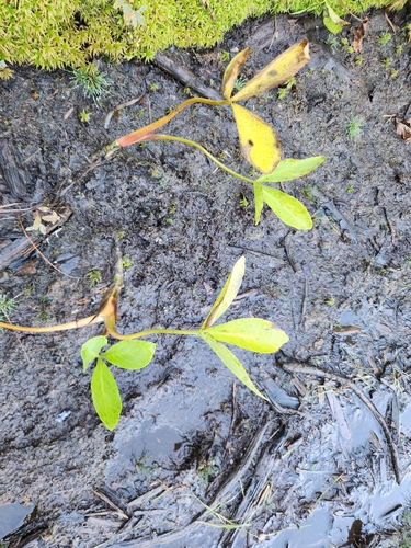 Menyanthes trifoliata, photograph 2