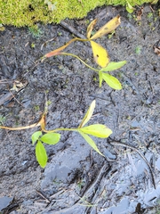 Menyanthes trifoliata, photograph author not stated, no rights reserved