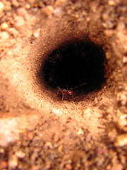 Myrmecocystus