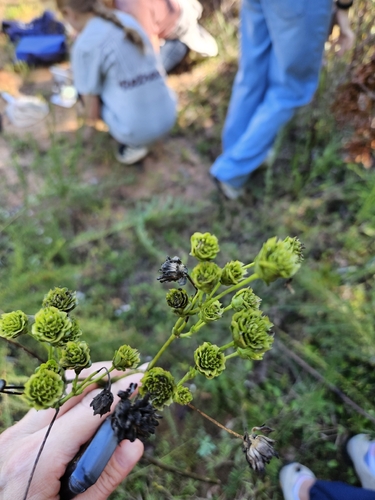 Kidney-leaf Rosinweed