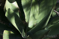 Agave gentryi
