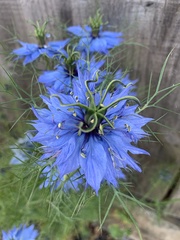 Nigella