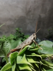 Schistocerca
