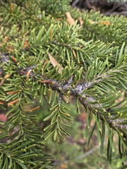 Abies lasiocarpa, photograph (c) Peter L Achuff, some rights reserved (CC BY)