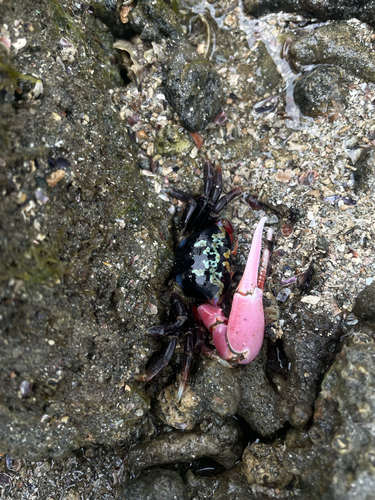 Gelasimus tetragonon observed 2026-09-26
