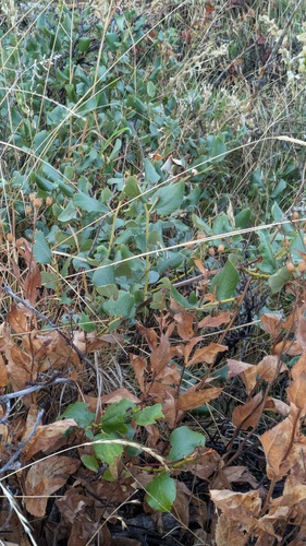 Ceanothus velutinus, photograph 2