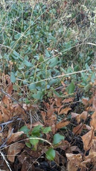 Ceanothus velutinus, photograph (c) machaut2, some rights reserved (CC BY)