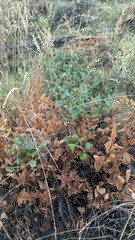 Ceanothus velutinus