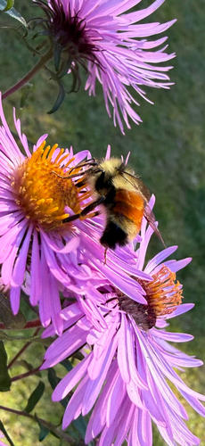 Tricolored Bumble Bee