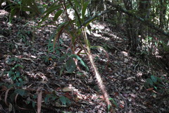 Plectocomia himalayana