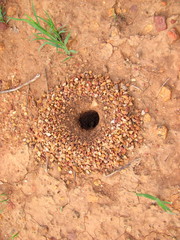 Myrmecocystus