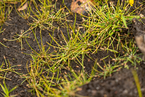 Eleocharis flavescens observed 2026-09-25