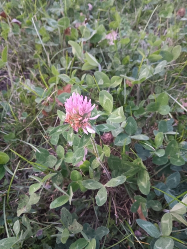 Red Clover