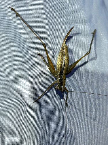 Raymond's Bush-cricket