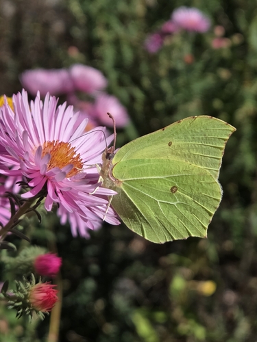 Common Brimstone