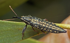 Rhinotia lineata