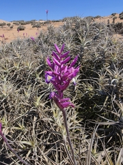 Tillandsia purpurea