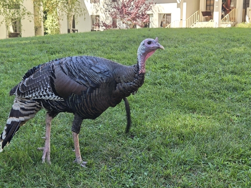 Wild Turkey