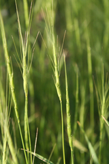 Aegilops triuncialis