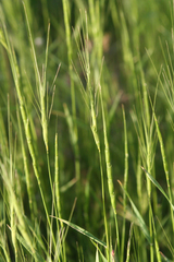Aegilops triuncialis