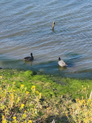 American Coot