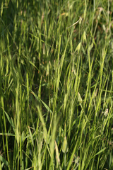 Aegilops triuncialis