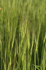 Aegilops triuncialis