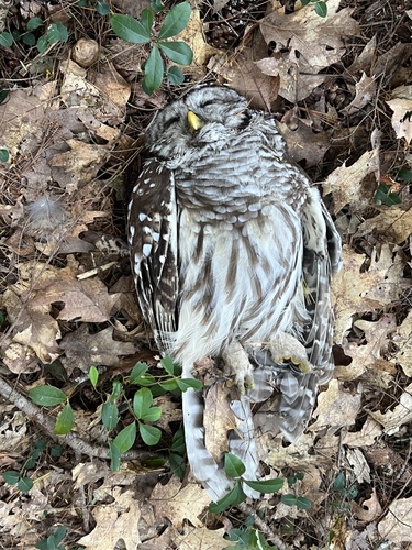 Barred Owl