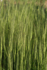 Aegilops triuncialis