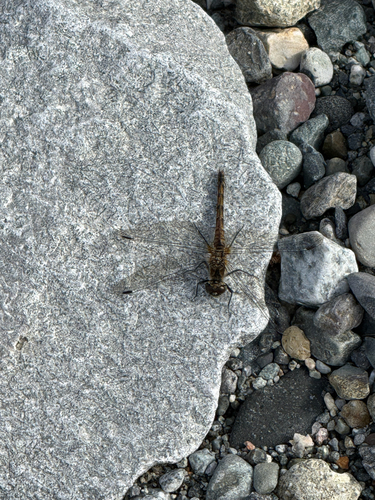 Black Meadowhawk