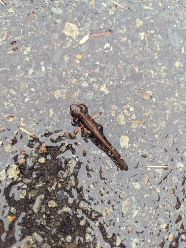 Rough-skinned Newt