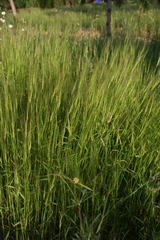 Aegilops triuncialis