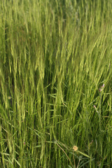 Aegilops triuncialis