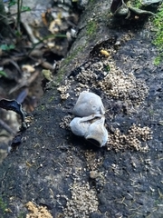 Auricularia cornea