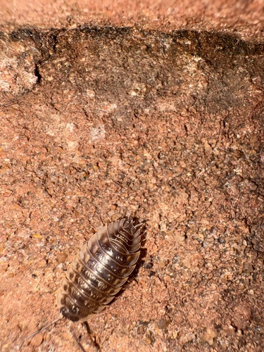 Common Shiny Woodlouse