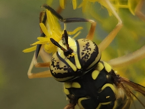 Eastern Hornet Fly