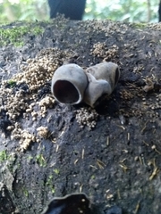 Auricularia cornea