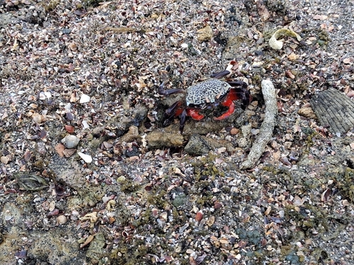 Gelasimus tetragonon observed 2026-09-26