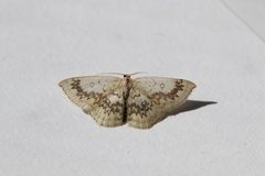 Cyclophora annularia