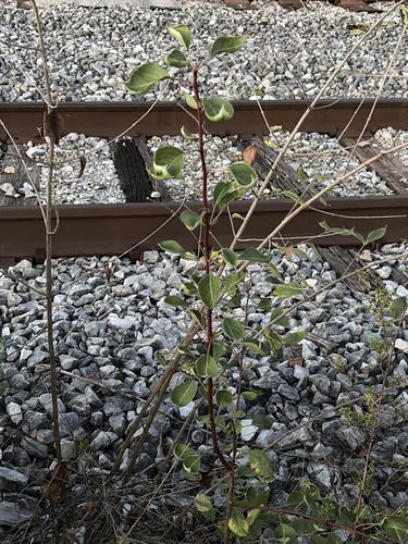 common buckthorn
