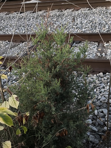 eastern redcedar