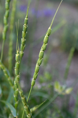 Aegilops tauschii