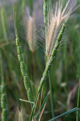 Aegilops tauschii